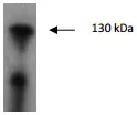 JAK2 Rabbit Polyclonal Antibody - image 1