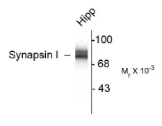 SYN1 Rabbit Polyclonal Antibody - image 1