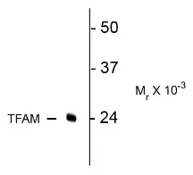 Tfam (C-term) Rabbit Polyclonal Antibody - image 1