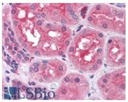 Prolyl Endopeptidase (PREP) Goat Polyclonal Antibody - image 1