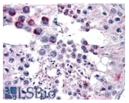 Frizzled 9 (FZD9) Goat Polyclonal Antibody - image 1