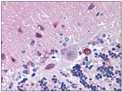 MFSD2A (C-term) Rabbit Polyclonal Antibody - image 1