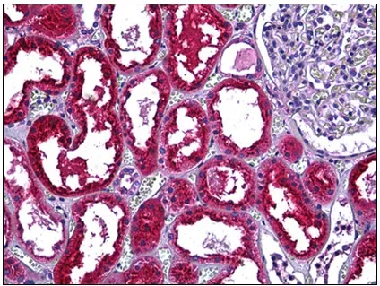 Cystatin C (CST3) Goat Polyclonal Antibody - image 1