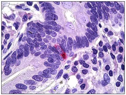 Pancreatic Polypeptide (PPY) (61-73) Goat Polyclonal Antibody - image 1