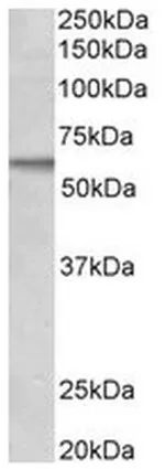 ACVRL1 (C-term) Goat Polyclonal Antibody - image 1