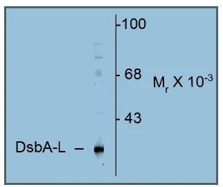 DsbA-L Rabbit Polyclonal Antibody - image 1