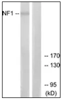 Neurofibromin (NF1) Rabbit Polyclonal Antibody - image 1