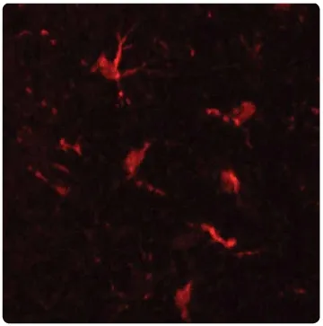 CD11b (ITGAM) Chicken Polyclonal Antibody - image 1