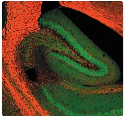 Myelin Basic Protein (MBP) Chicken Polyclonal Antibody - image 1