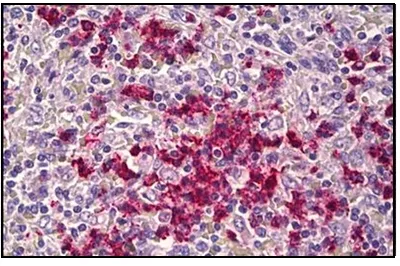 Cadherin like 23 (CDH23) (61-110) Rabbit Polyclonal Antibody - image 1