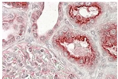 VPS11 Goat Polyclonal Antibody - image 1