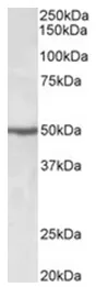 EEF1A2 Goat Polyclonal Antibody - image 1