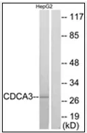 CDCA3 (C-term) Rabbit Polyclonal Antibody - image 1