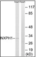 NXPH1 Rabbit Polyclonal Antibody - image 1