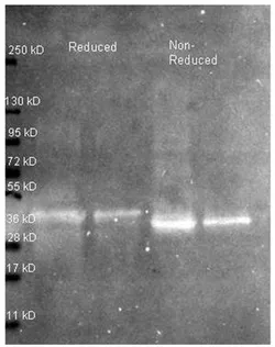 OVAL Rabbit Polyclonal Antibody - image 1