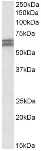 SynCAM (CADM1) Goat Polyclonal Antibody - image 1