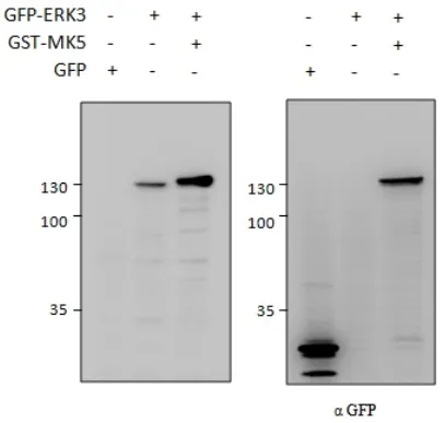 MAPK6 Goat Polyclonal Antibody - image 1