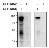 PRAK (MAPKAPK5) Goat Polyclonal Antibody - image 1
