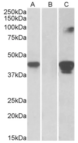 SLAMF8 Goat Polyclonal Antibody - image 1