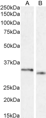 PIM2 (C-term) Goat Polyclonal Antibody - image 1
