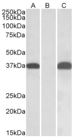 PIM2 (23-36) Goat Polyclonal Antibody - image 1
