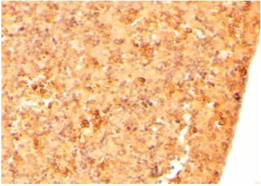 CFC1 Goat Polyclonal Antibody - image 1