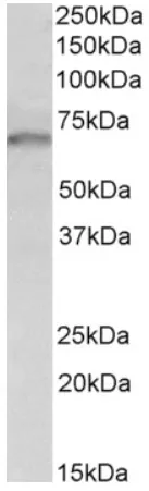 GRB10 Goat Polyclonal Antibody - image 1