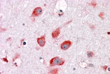 RPL22 (C-term) Goat Polyclonal Antibody - image 1