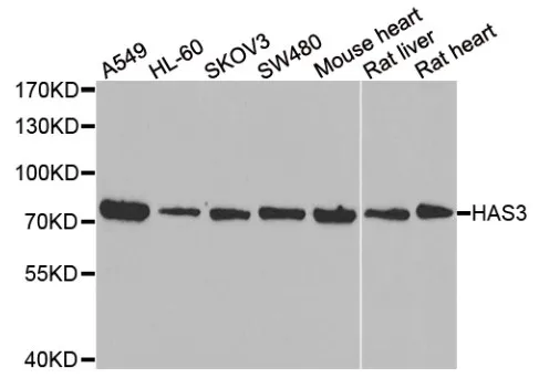 HAS3 Rabbit Polyclonal Antibody - image 1