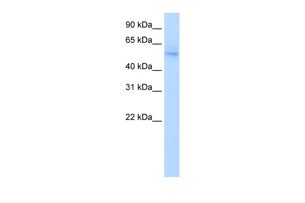 NAB1 Rabbit Polyclonal Antibody - image 1