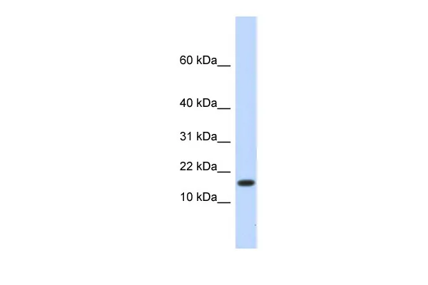 HERC4 (N-term) Rabbit Polyclonal Antibody - image 1