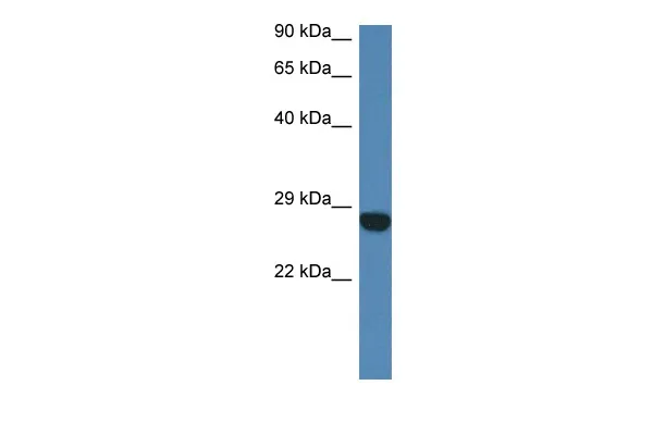 Ccdc90b (N-term) Rabbit Polyclonal Antibody - image 1
