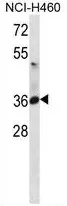 ATP1B3 (C-term) Rabbit Polyclonal Antibody - image 1