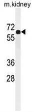 BCO2 (N-term) Rabbit Polyclonal Antibody - image 1
