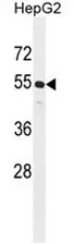 CCNJL (Center) Rabbit Polyclonal Antibody - image 1
