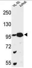 CSPP1 (N-term) Rabbit Polyclonal Antibody - image 1