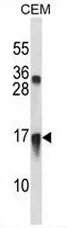 CXCL11 (C-term) Rabbit Polyclonal Antibody - image 1