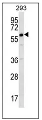 DAZ2 (C-term) Rabbit Polyclonal Antibody - image 1