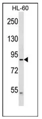 DNAH2 (N-term) Rabbit Polyclonal Antibody - image 1