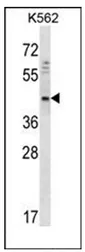 DOC2A (Center) Rabbit Polyclonal Antibody - image 1