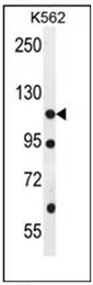 ECT2L (C-term) Rabbit Polyclonal Antibody - image 1