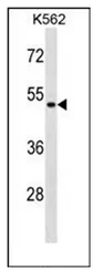 ENOSF1 (N-term) Rabbit Polyclonal Antibody - image 1