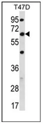 FAM83D (C-term) Rabbit Polyclonal Antibody - image 1