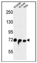 FAM40A (STRIP1) (Center) Rabbit Polyclonal Antibody - image 1