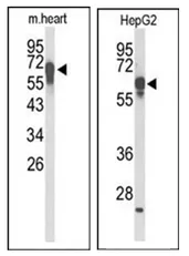 FBXL5 (N-term) Rabbit Polyclonal Antibody - image 1