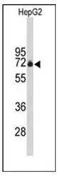FBXO3 (C-term) Rabbit Polyclonal Antibody - image 1