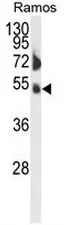 FCRL4 (C-term) Rabbit Polyclonal Antibody - image 1