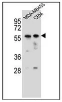FOXD4 (Center) Rabbit Polyclonal Antibody - image 1
