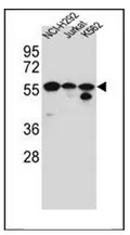 FOXN2 (N-term) Rabbit Polyclonal Antibody - image 1