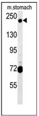 GCC2 (C-term) Rabbit Polyclonal Antibody - image 1